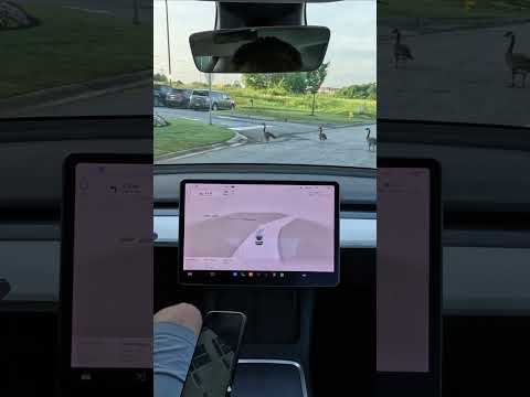 🦢self driving😂 #shorts  #elonmusk  #fsd #fsdbeta #autopilot #magic #Tesla #cybertruck