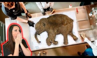 New Technology Can REVIVE The Woolly Mammoth From EXTINCTION!