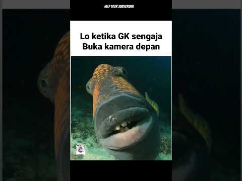 Meme internet lucu #shorts #memeindonesia #meme #memefb  #memesdaily #funny #funnyvideo #memerandom